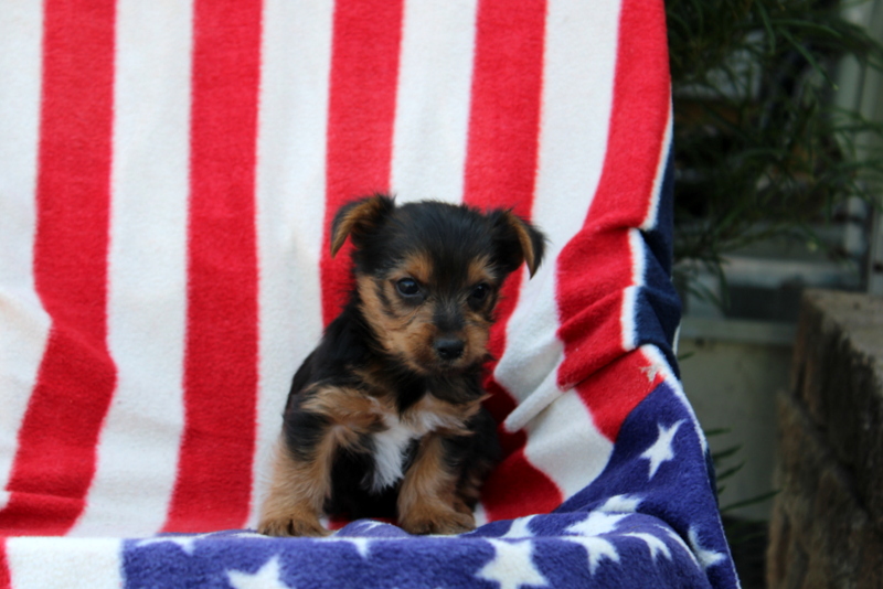 puppy, for, sale, Yorkshire Terrier, Matthew B. Stoltzfus, dog, breeder, Gap, PA, dog-breeder, puppy-for-sale, forsale, nearby, find, puppyfind, locator, puppylocator, aca